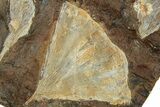 Four Fossil Ginkgo Leaves From North Dakota - Paleocene #215476-1